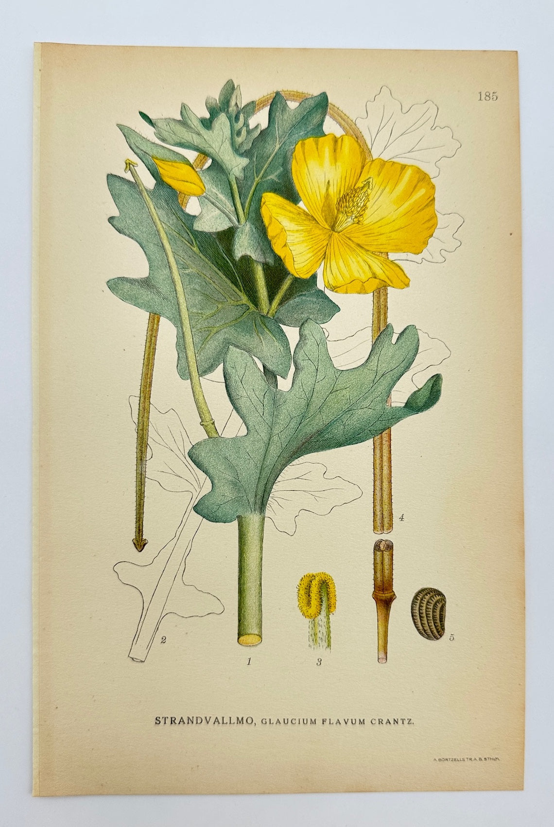 Antique Print - Carl Lindman - Yellow Horned Poppy - Glaucium Flavum Crantz - F4