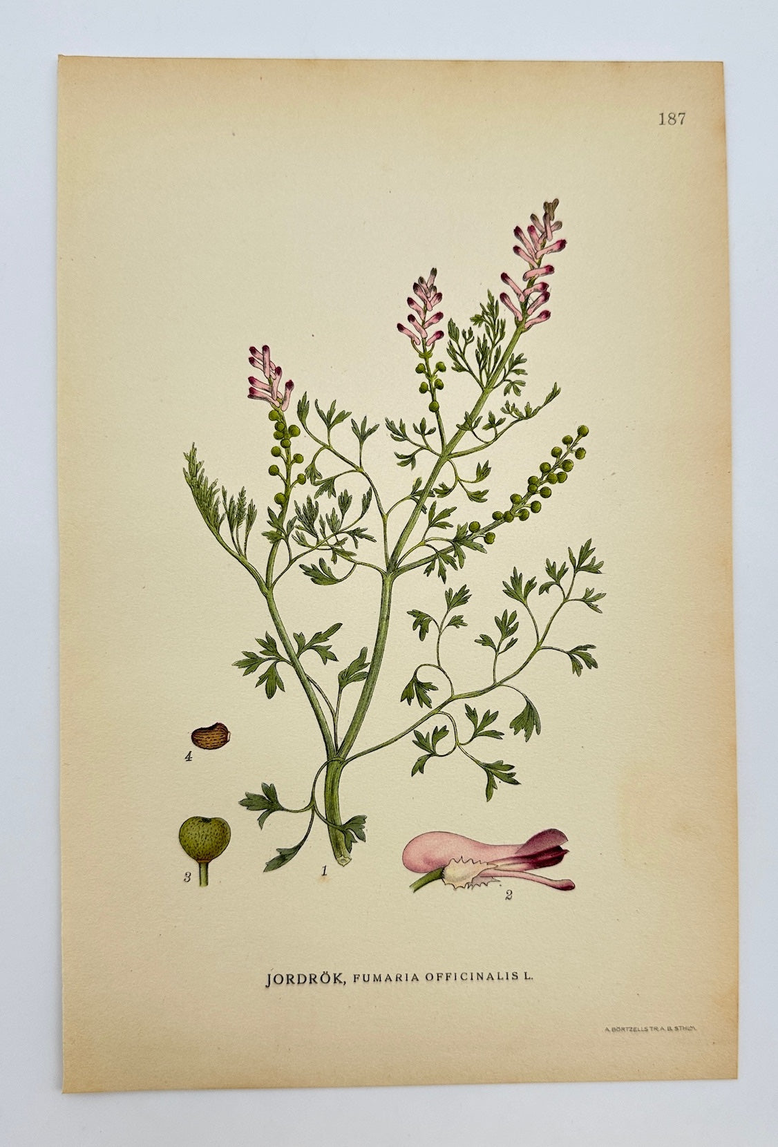 Antique Print - Carl Lindman - Common Fumitory - Fumaria Officinalis - F4