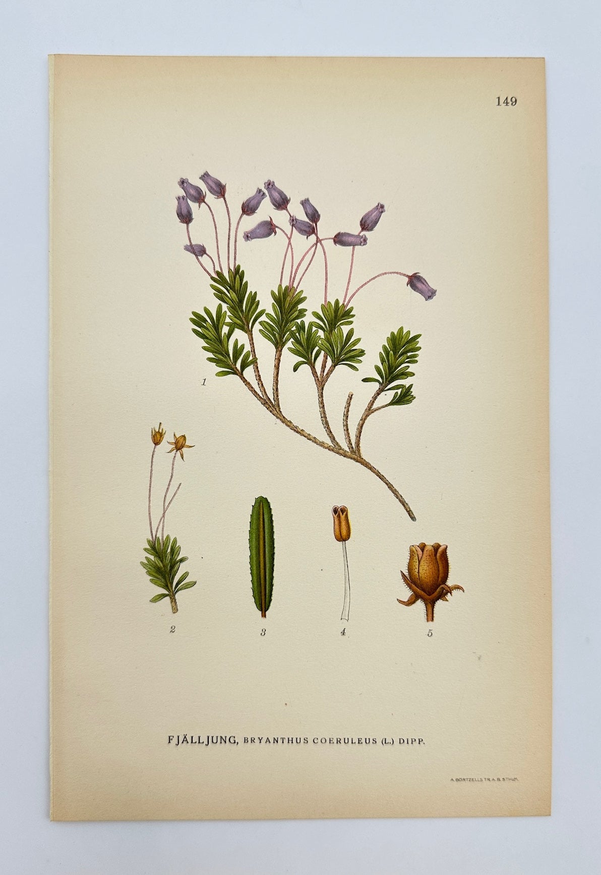 Antique Print - Carl Lindman - Blue Mountainheath - Bryanthus Caeruleus - F4