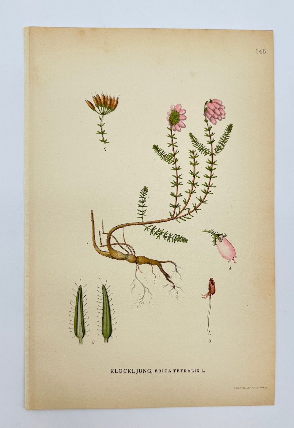 Antique Print - Carl Lindman - Cross-leaved Heath - Erica Tetralix - F4