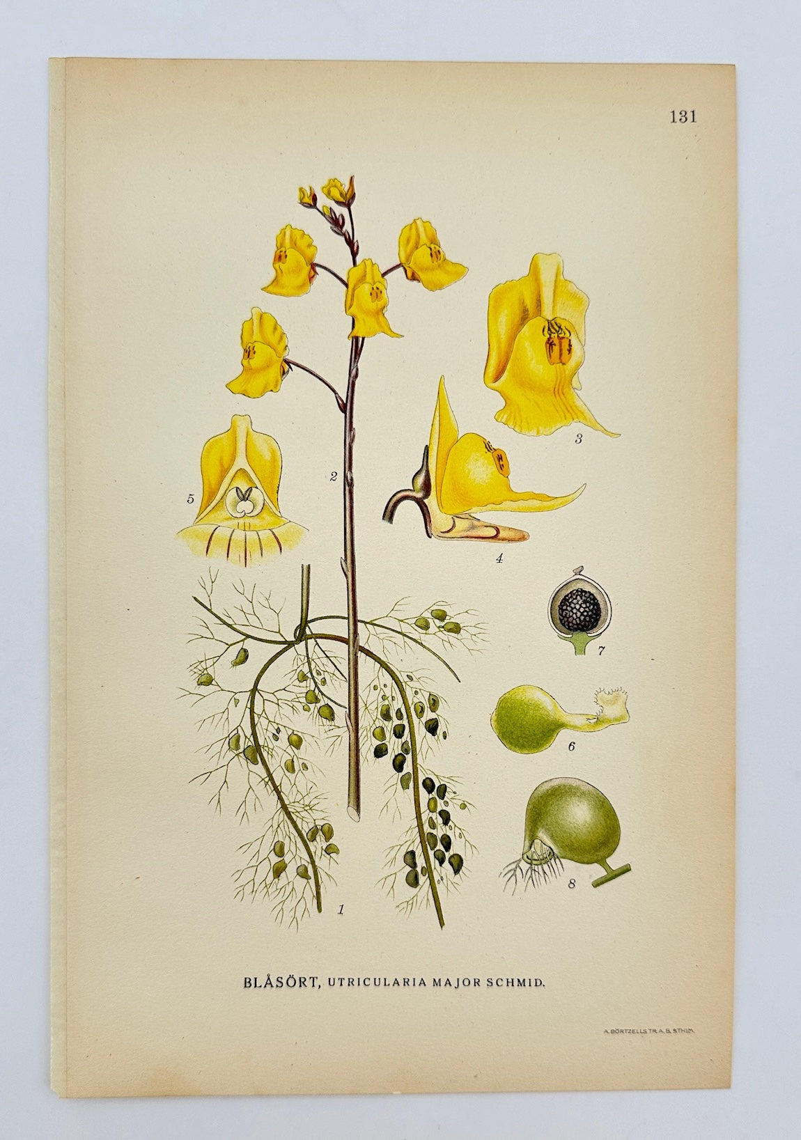 Antique Print - Lindman - Greater Bladderwort - Utricularia Major Schmid - F4