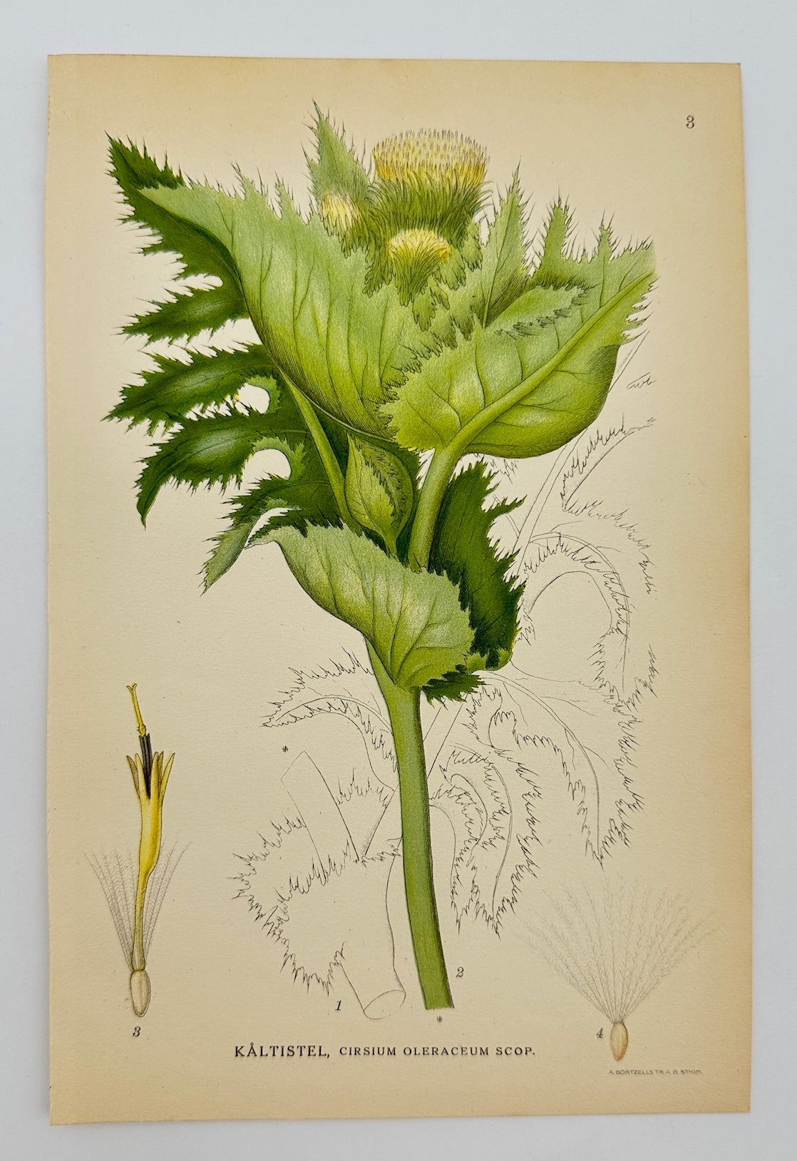 Antique Print - Carl Lindman - Cabbage Thistle - Cirsium Oleraceum Scop - F4