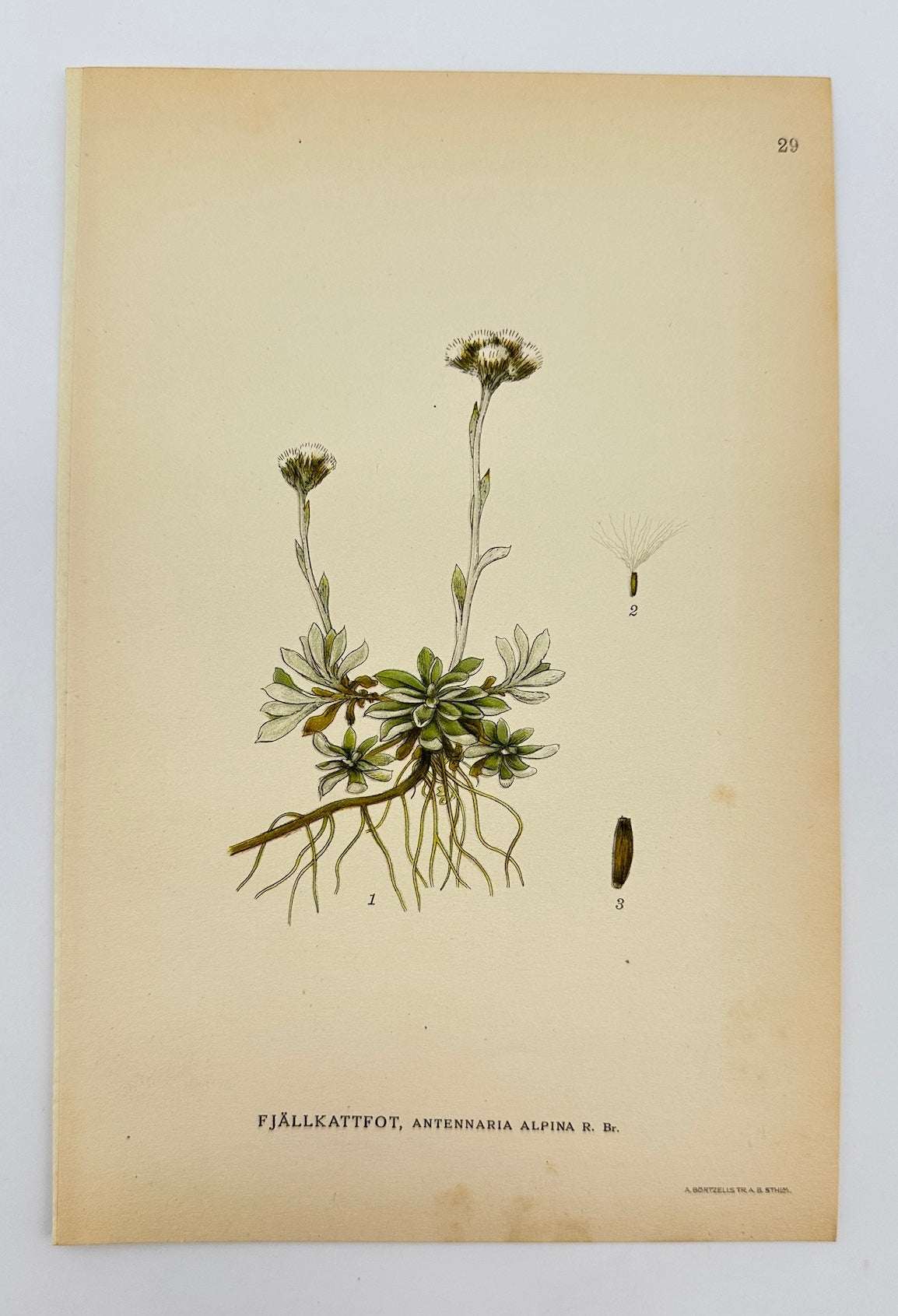 Antique Print - Carl Lindman - Alpine Everlasting - Antennaria Alpina - F4