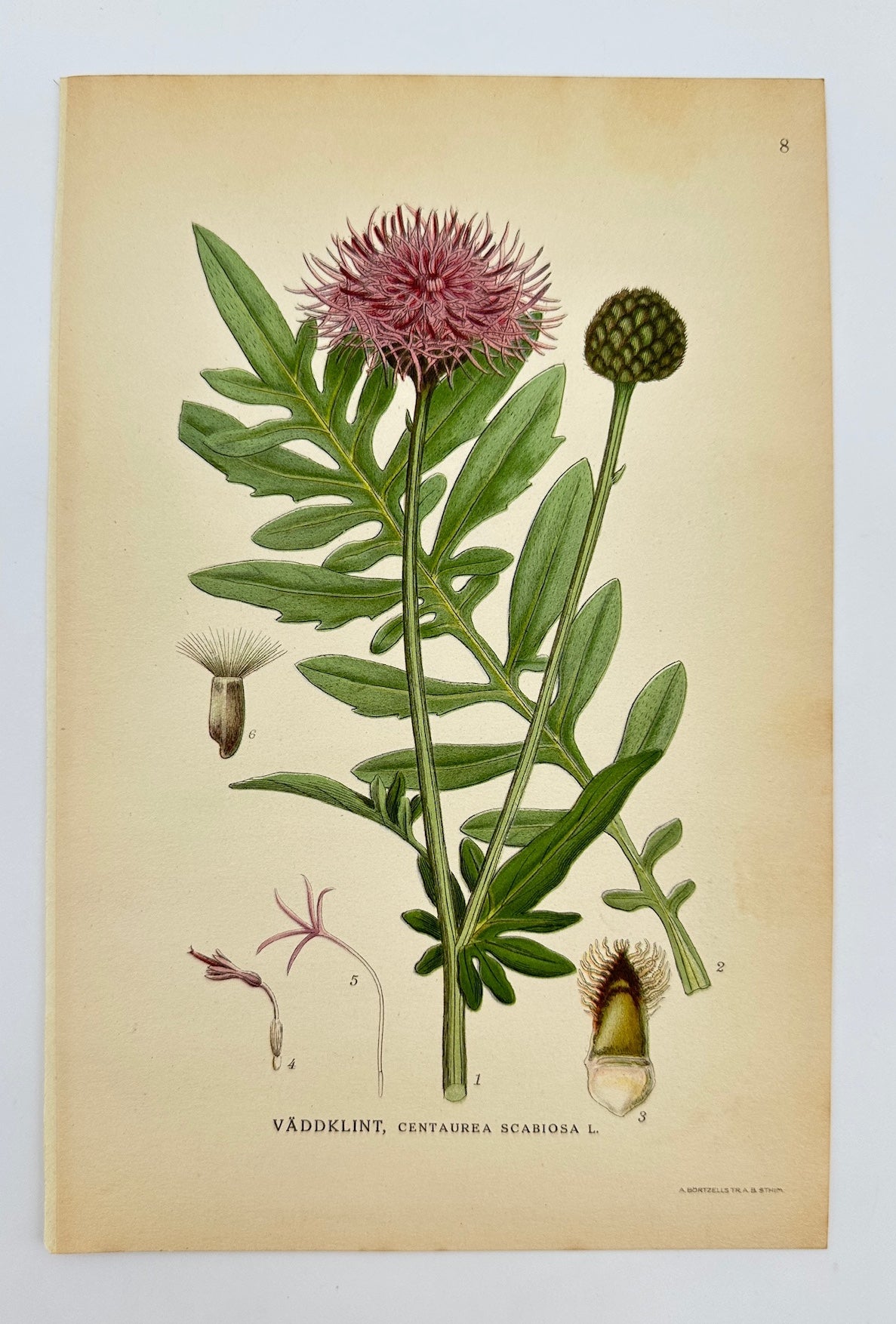 Antique Print - Carl Lindman - Greater Knapweed - Centaurea Scabiosa - F4