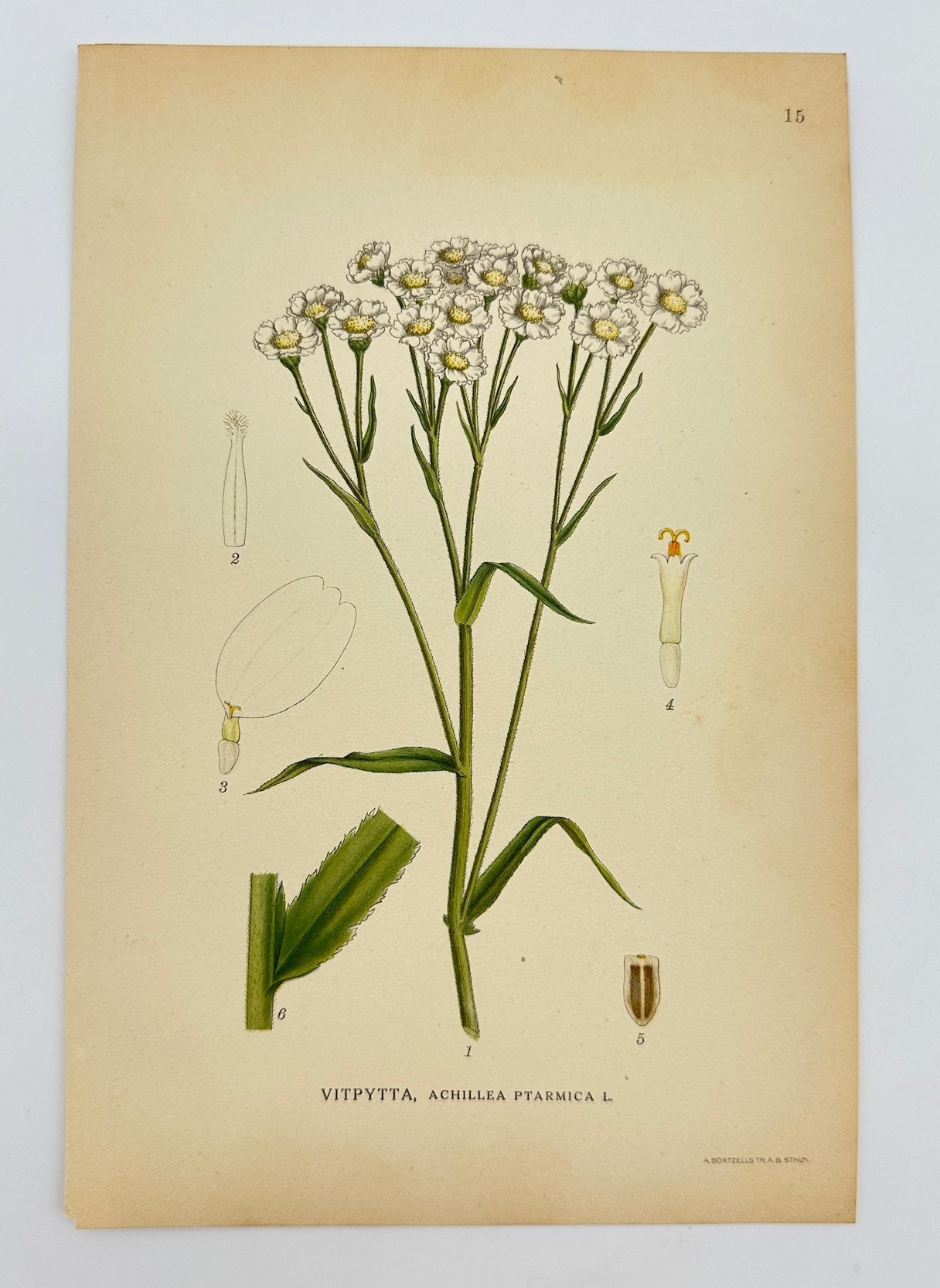 Antique Botanical Print - Carl Lindman - Sneezewort - Achillea Ptarmica - F4