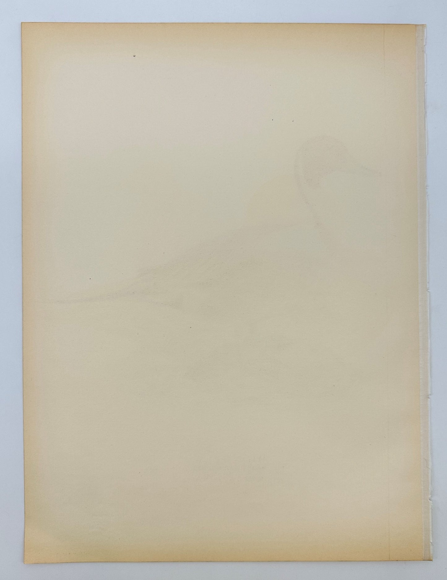 Original Antique Bird Print - Magnus von Wright - Image Northern Pintail - F5