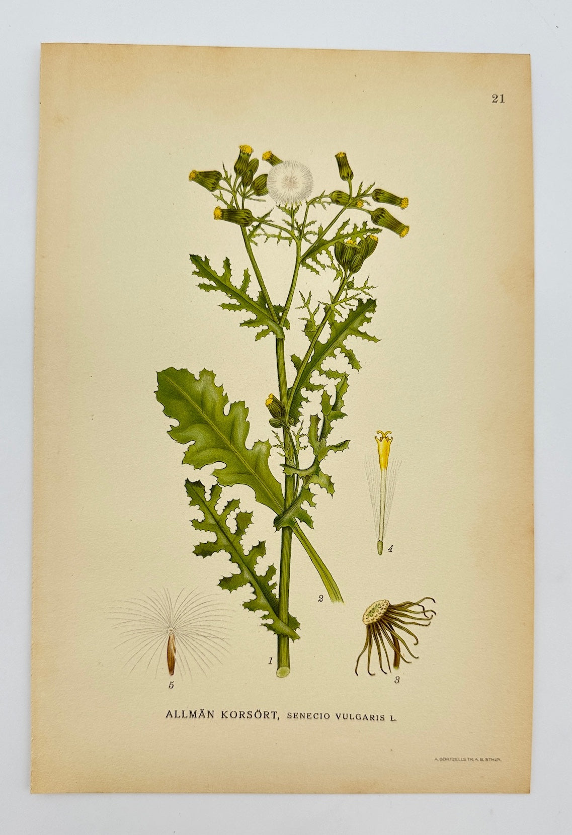Antique Print - Carl Lindman - Common Groundsel - Senecio Vulgaris - F4