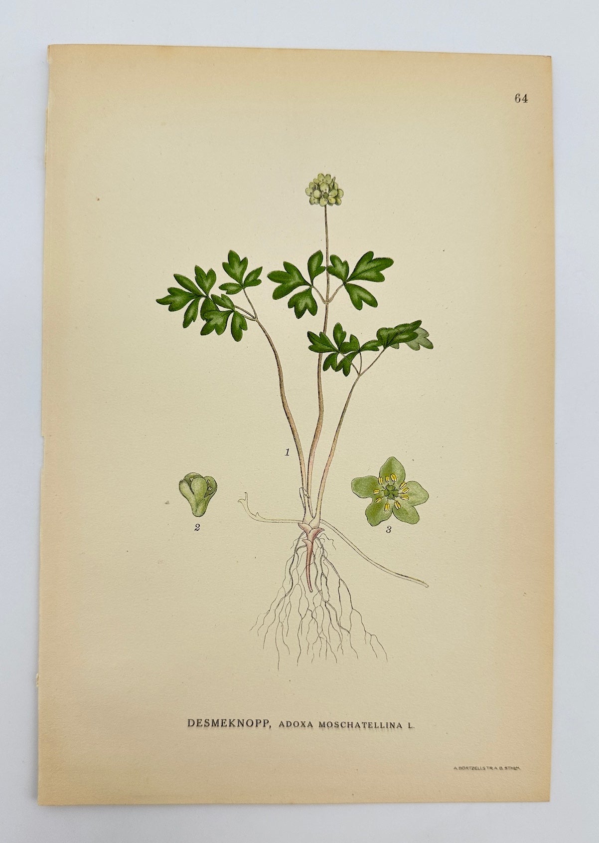 Antique Botanical Print - Carl Lindman - Moschatel - Adoxa Moschatellina - F4