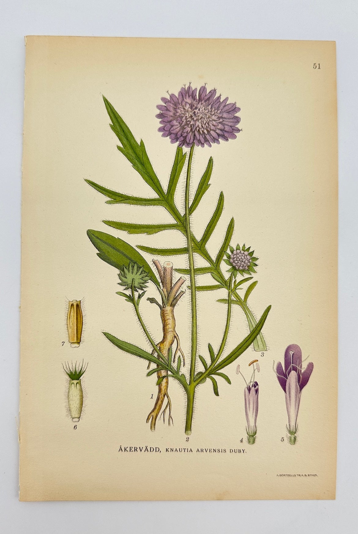 Antique Print - Carl Lindman - Field Scabious - Knautia Arvensis Duby - F4