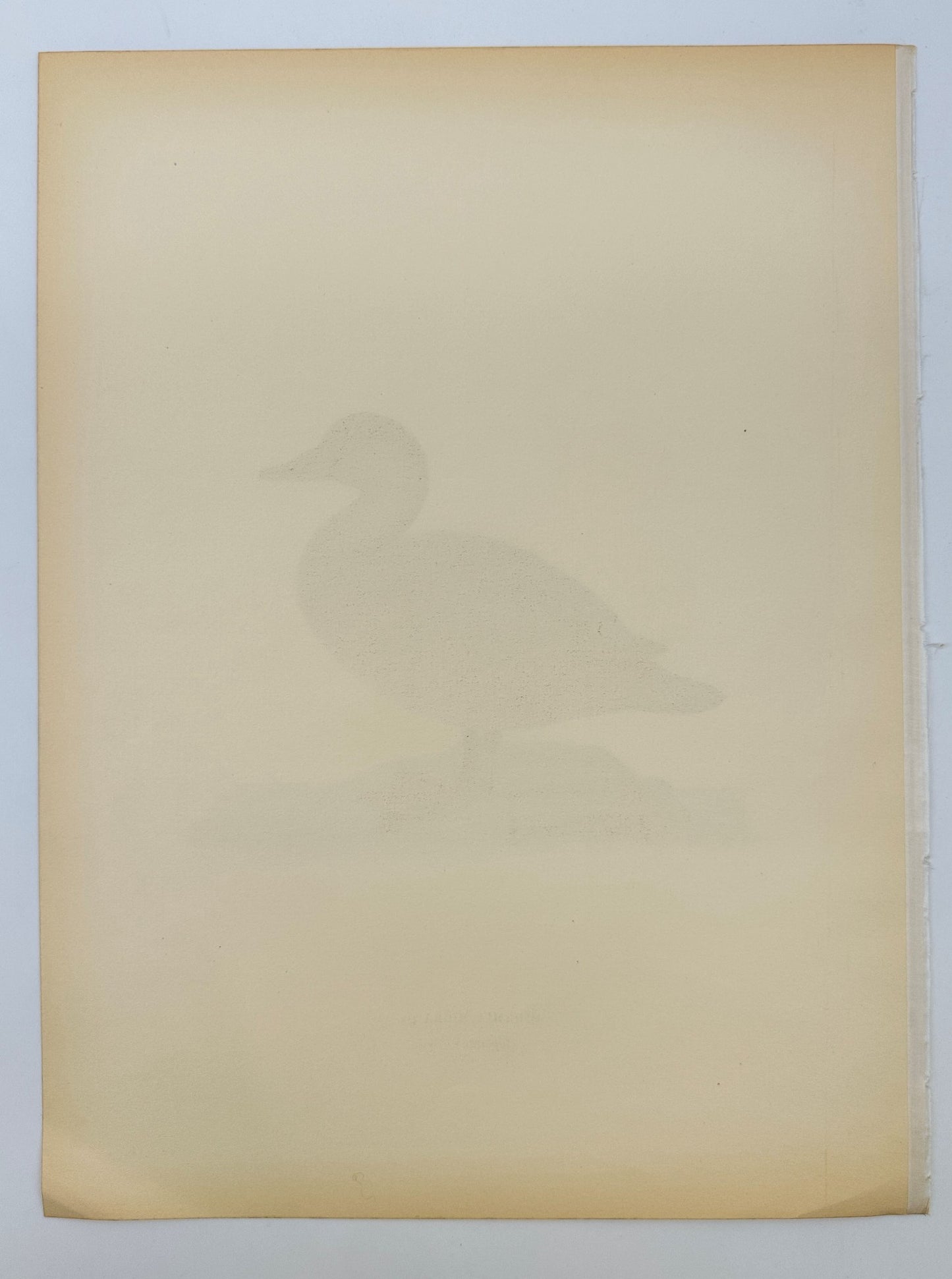 Original Antique Bird Print - Magnus von Wright - Image Oidemia Nigra - F5