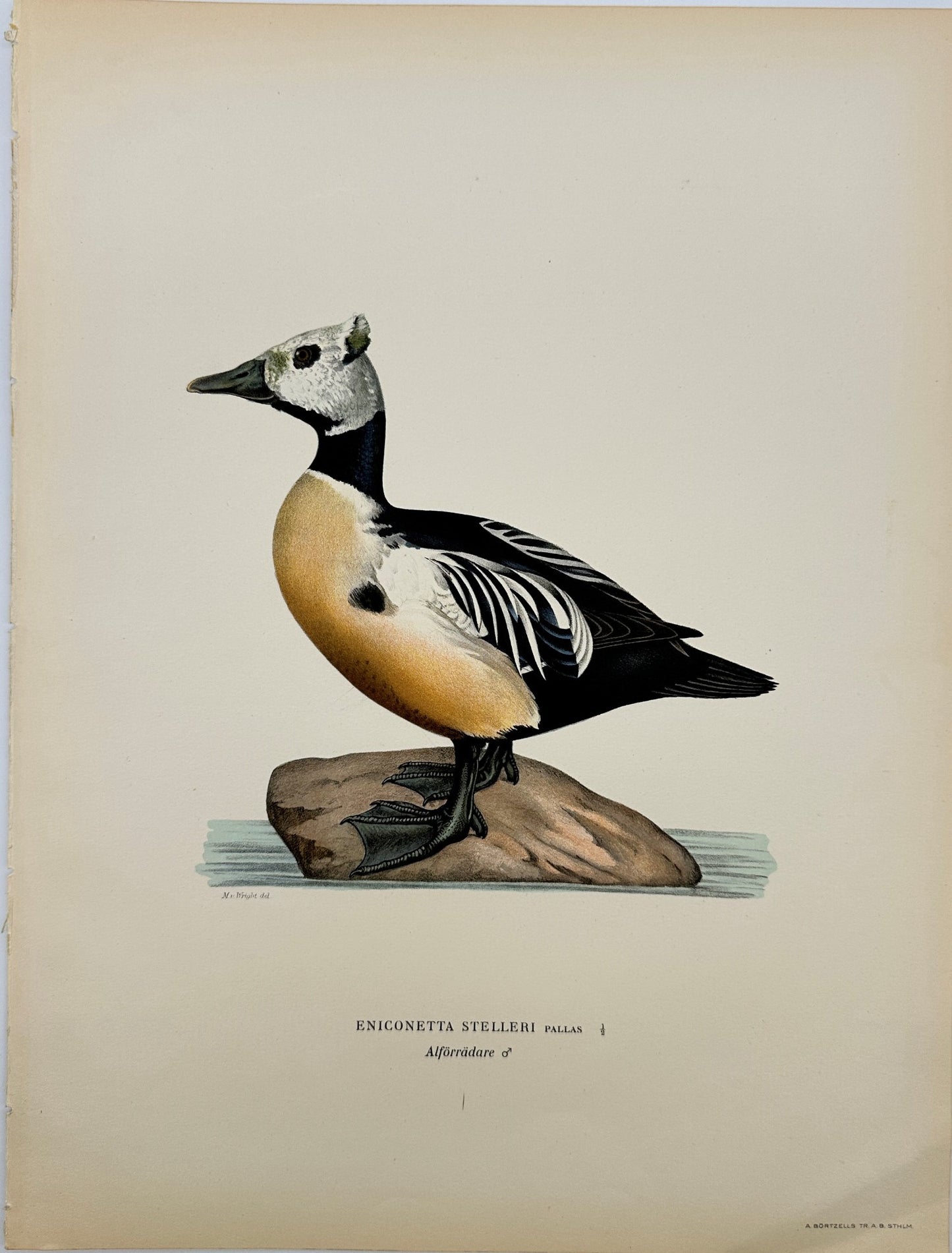 Original Antique Bird Print - Magnus von Wright - Image Eniconetta Selleri - F5