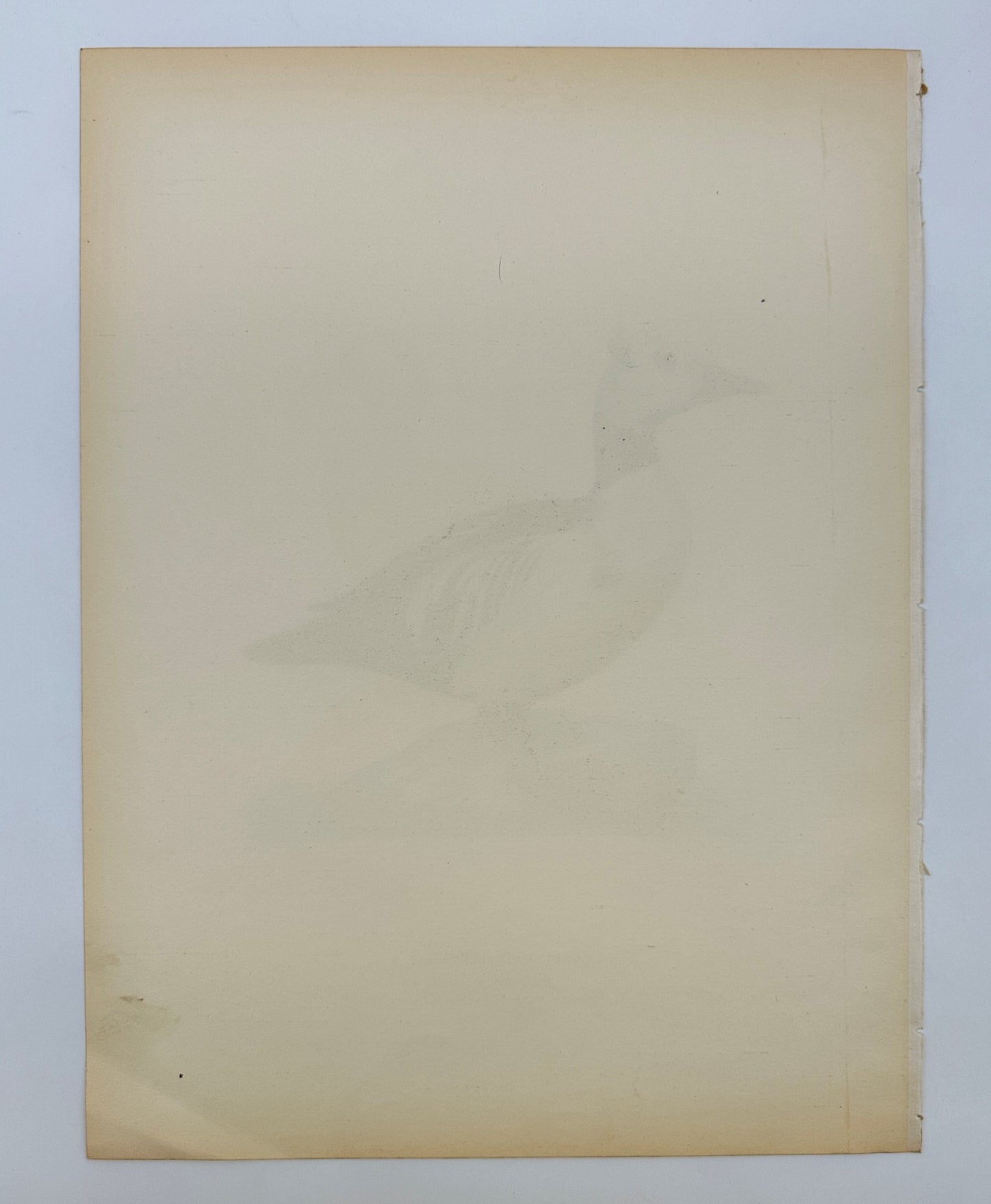 Original Antique Bird Print - Magnus von Wright - Image Eniconetta Selleri - F5