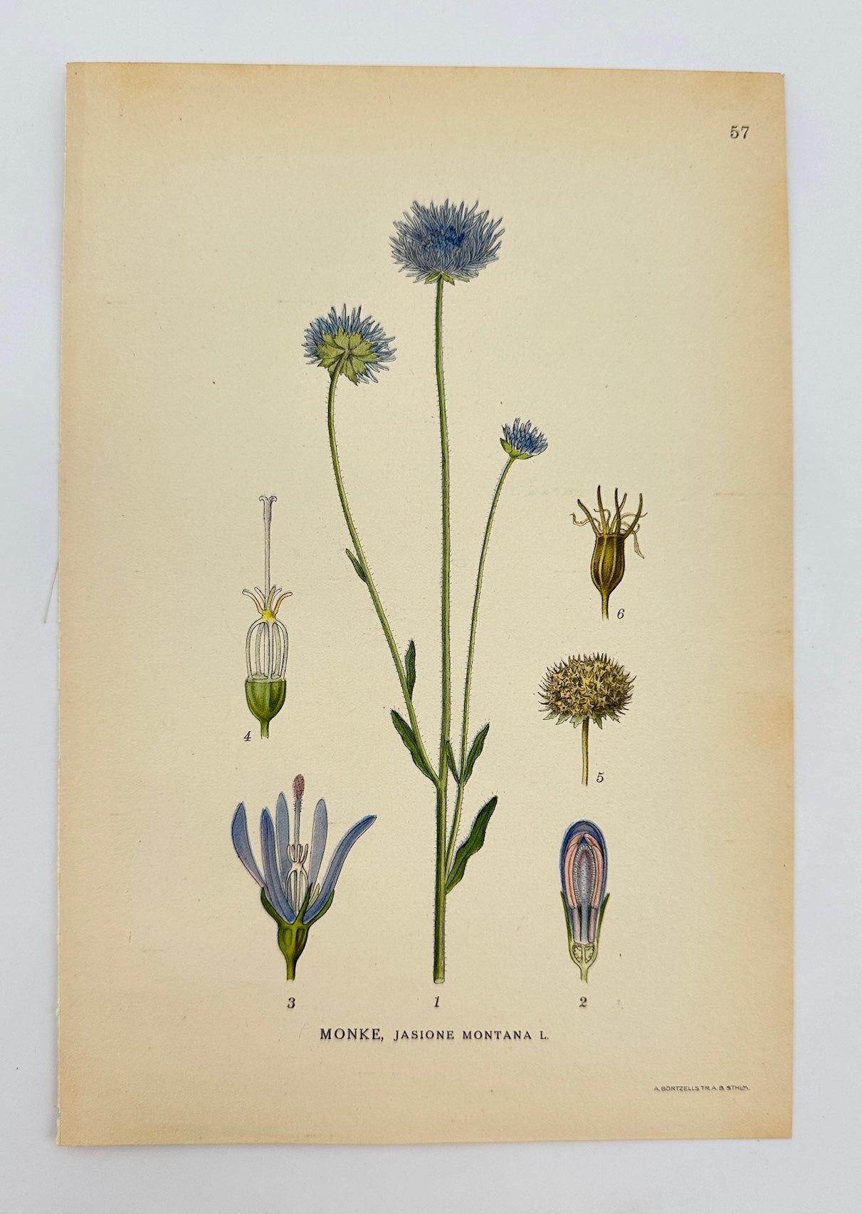 Antique Botanical Print - Carl Lindman - Sheep's Bit - Jasione Montana - F4