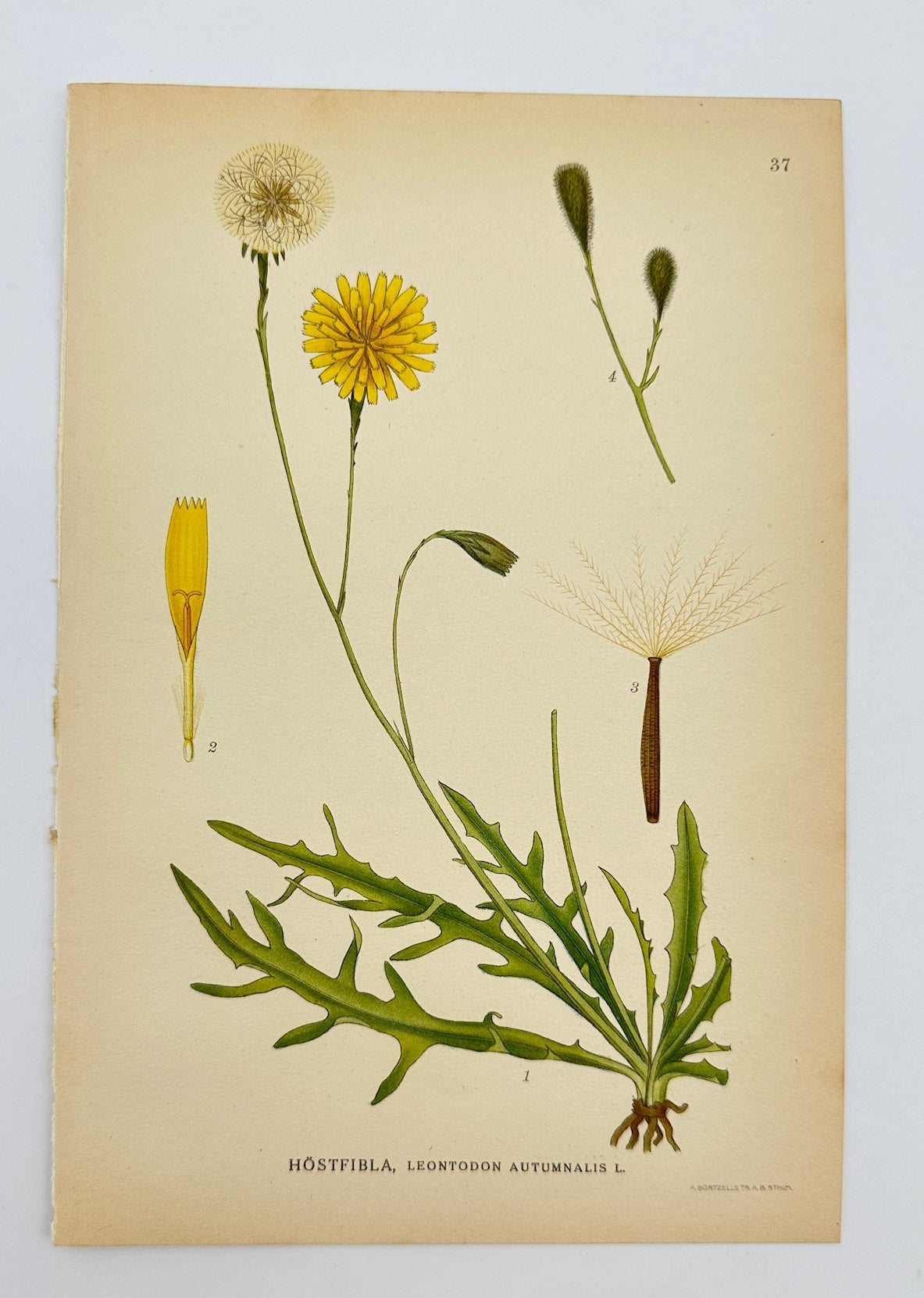 Antique Print - Carl Lindman - Autumn Hawkbit - Leontodon Autumnal - F4