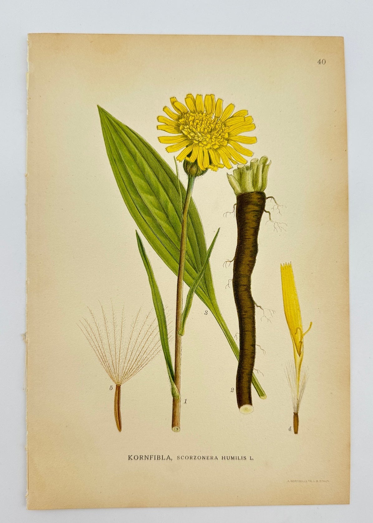 Antique Botanical Print - Carl Lindman - Viper's-grass - Scorzonera Humilis - F4