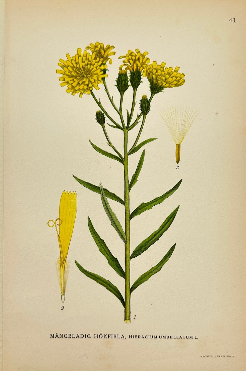 Antique Print - Lindman - Narrow-leaved Hawkweed - Hieracium Umbellatum - F4