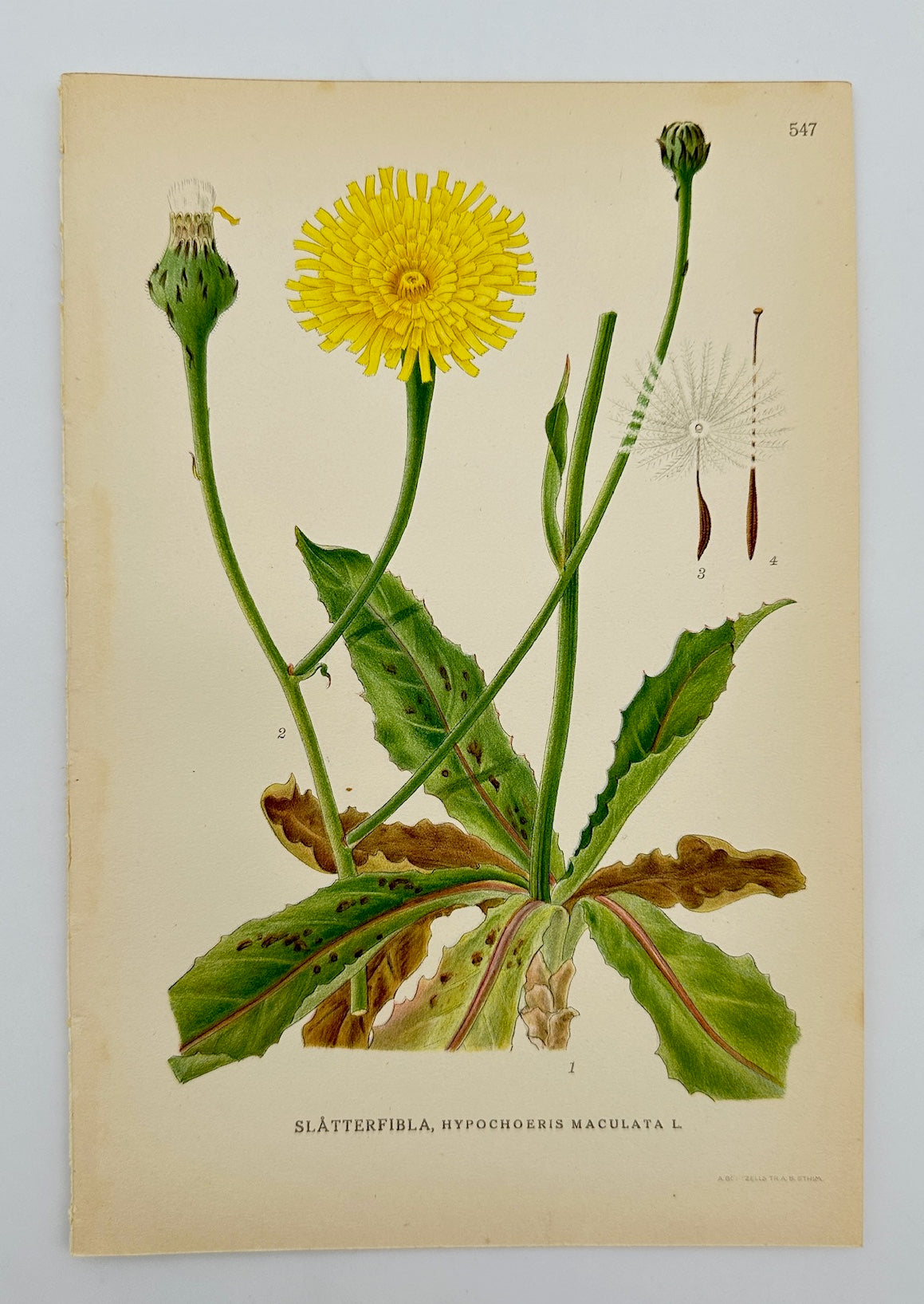 Antique Print - Carl Lindman - Spotted Cat's Ear - Hypochoeris Maculata - F4