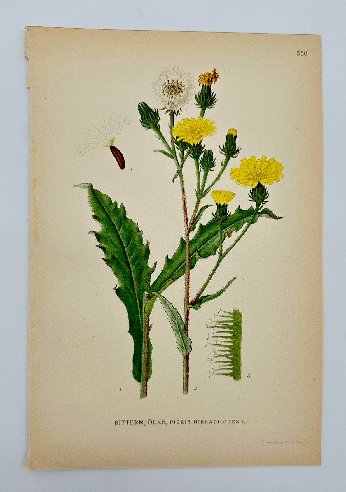 Antique Print - Carl Lindman - Picris Hieracioides - Hawkweed Oxtongue - F4