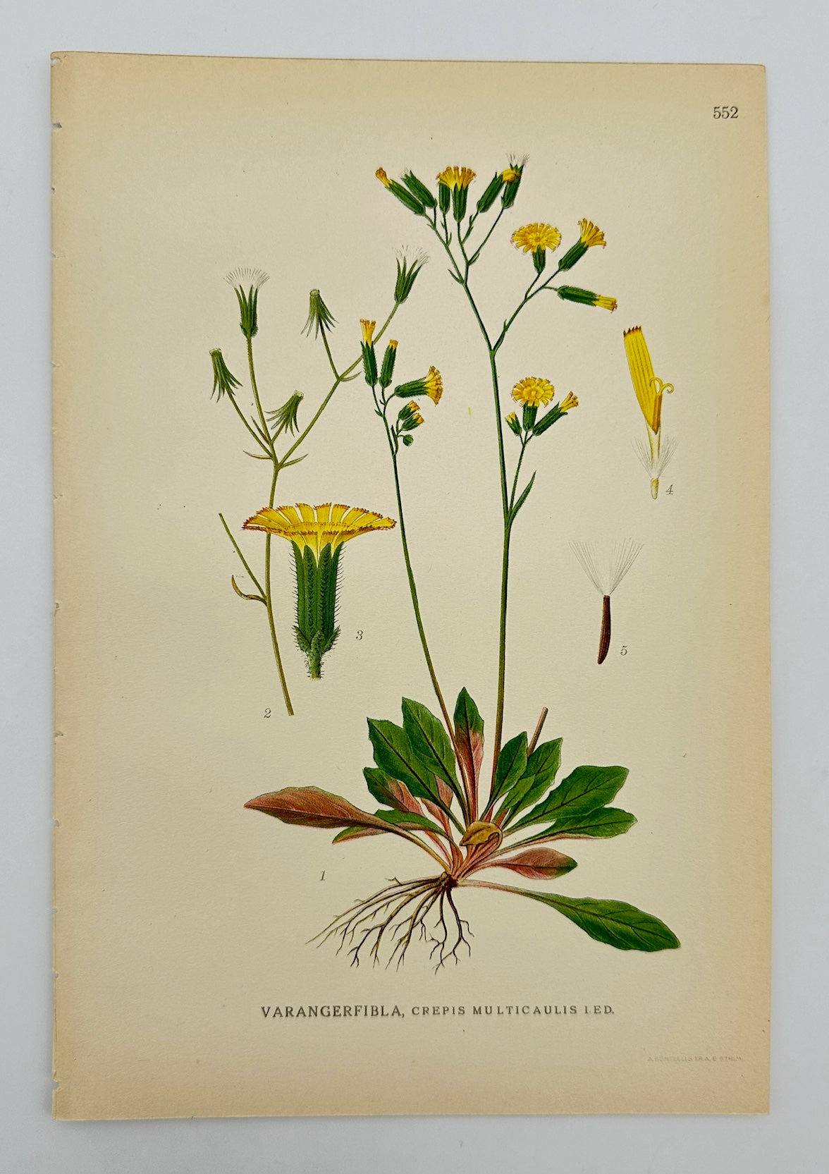 Antique Print - Carl Lindman - Narrowleaf Hawk's-beard - Crepis Multicaulis - F4