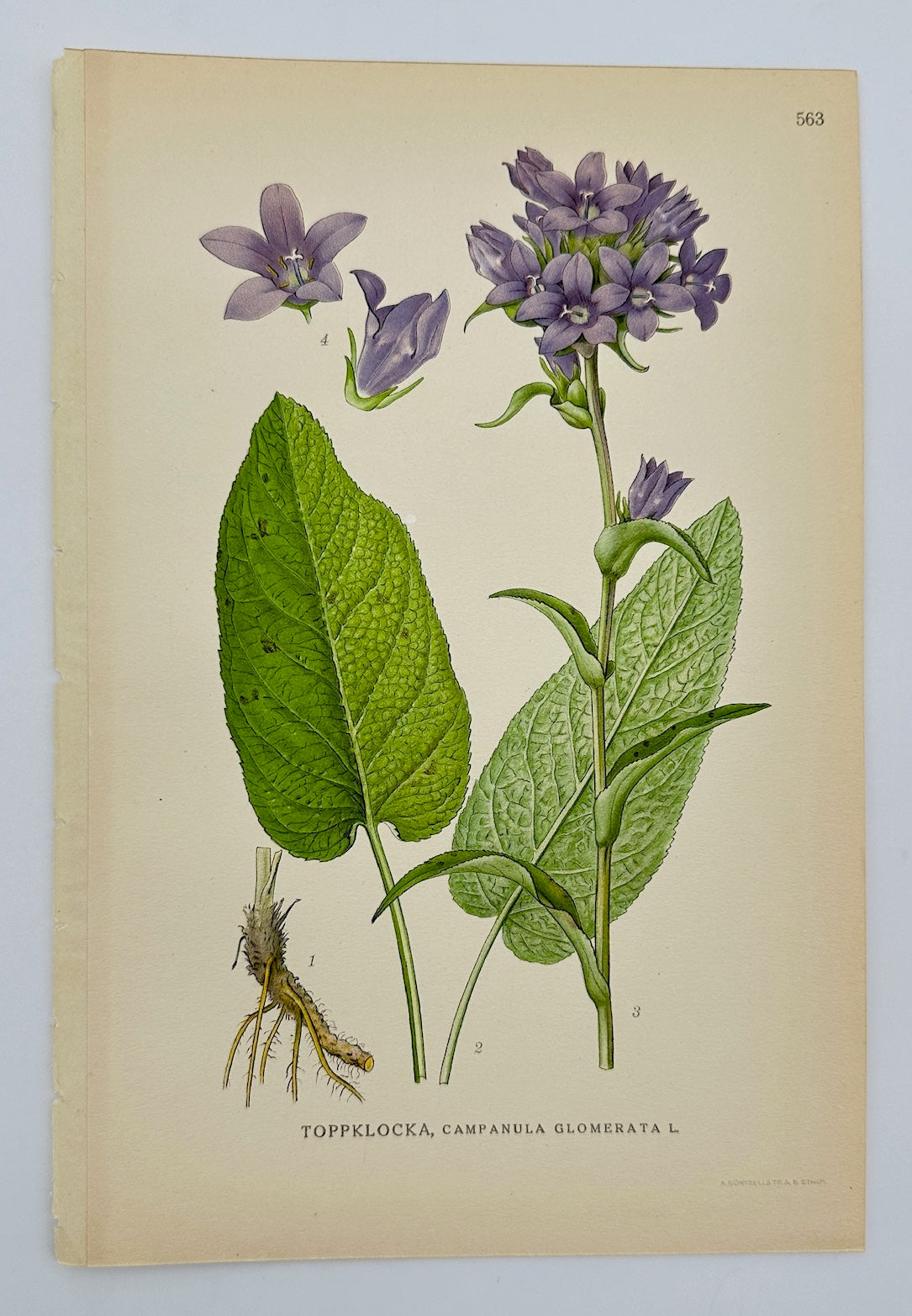 Antique Print - Carl Lindman - Clustered Bellflower - Campanula Glomerata - F4