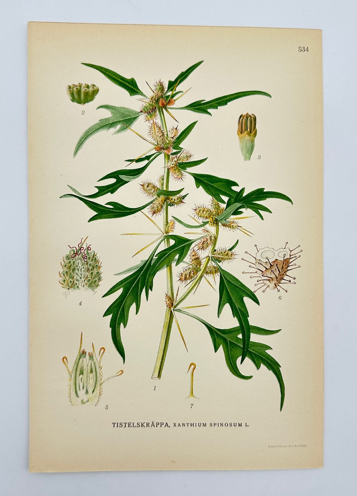 Antique Print - Carl Lindman - Spiny Cocklebur - Xanthium Spinosum - F4