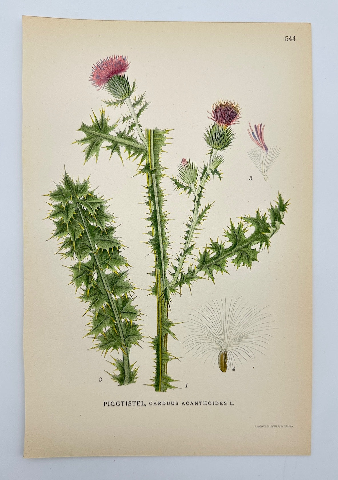 Antique Print - Lindman - Spiny Plumeless Thistle - Carduus Acanthoides - F4