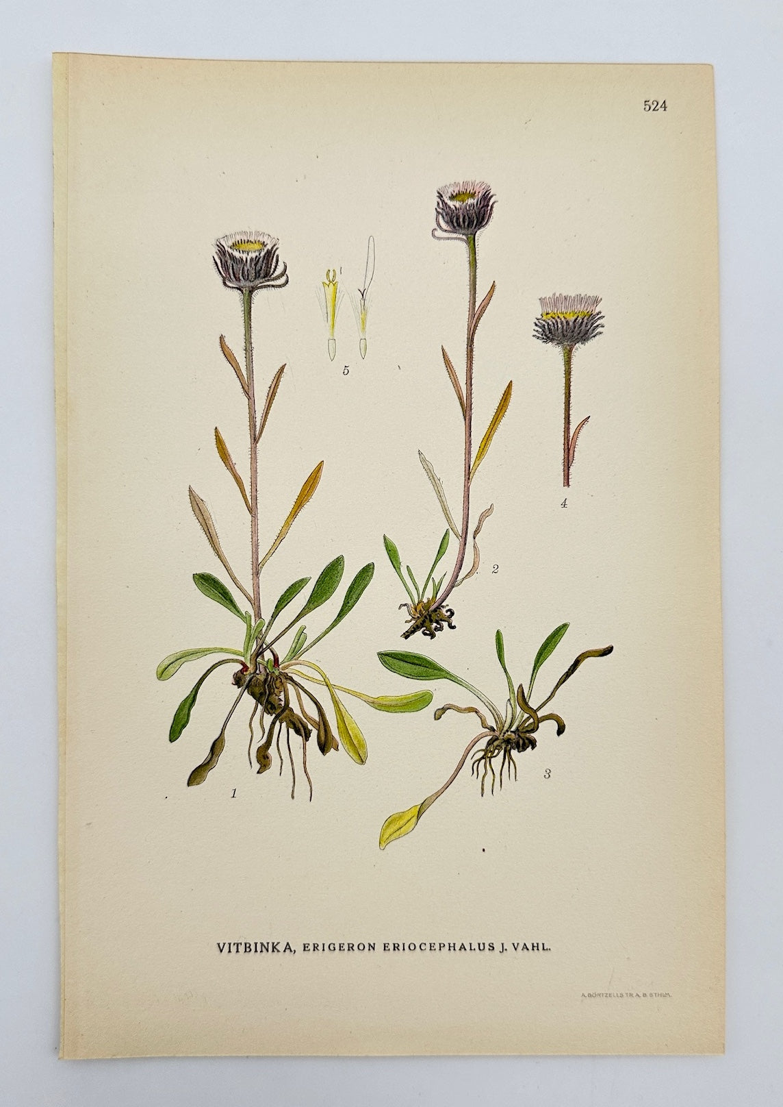 Antique Print - Lindman - Woolly-headed Fleabane - Erigeron Eriocephalus - F4