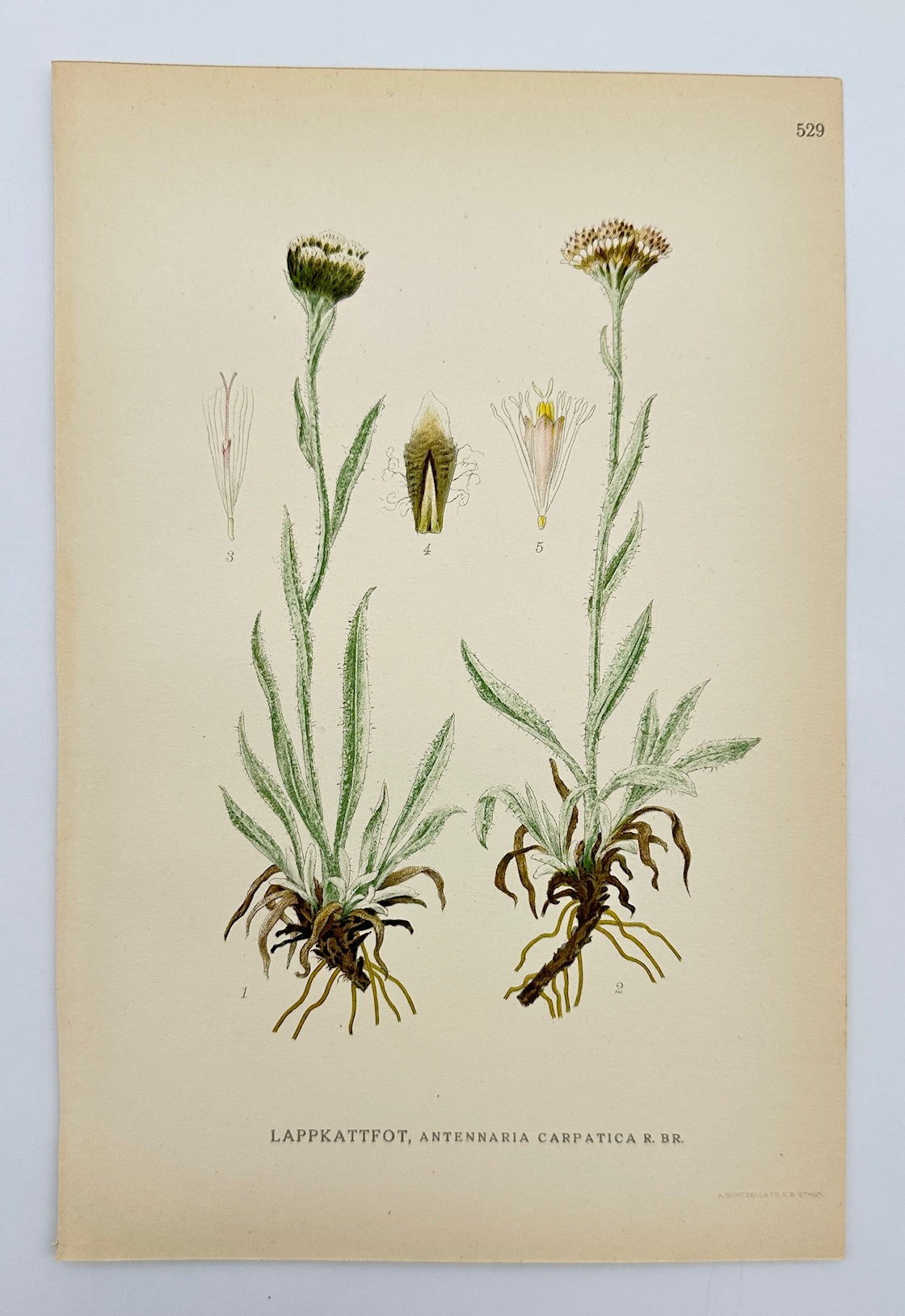 Antique Print - Carl Lindman - Carpathian Pussytoes - Antennaria Carpatica - F4