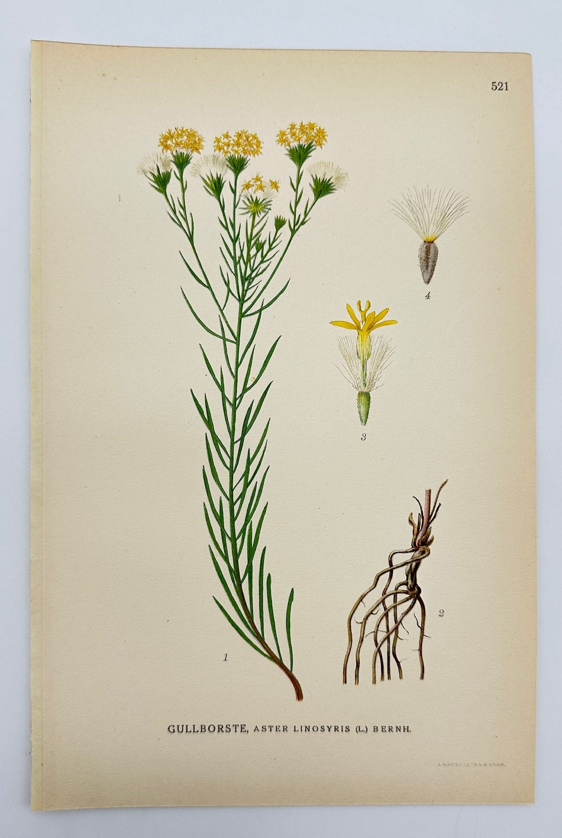 Antique Botanical Print - Carl Lindman - Goldilocks Aster - Aster Linosyris - F4