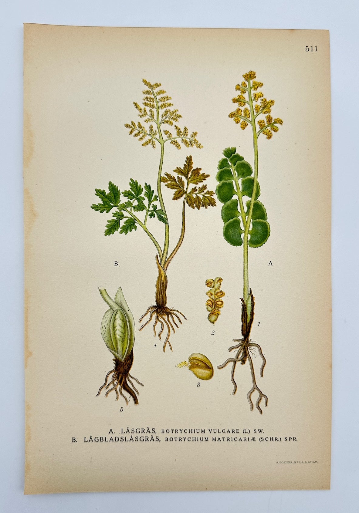 Antique Print - Carl Lindman - Common Moonwort and Daisy-leaved Moonwort - F4