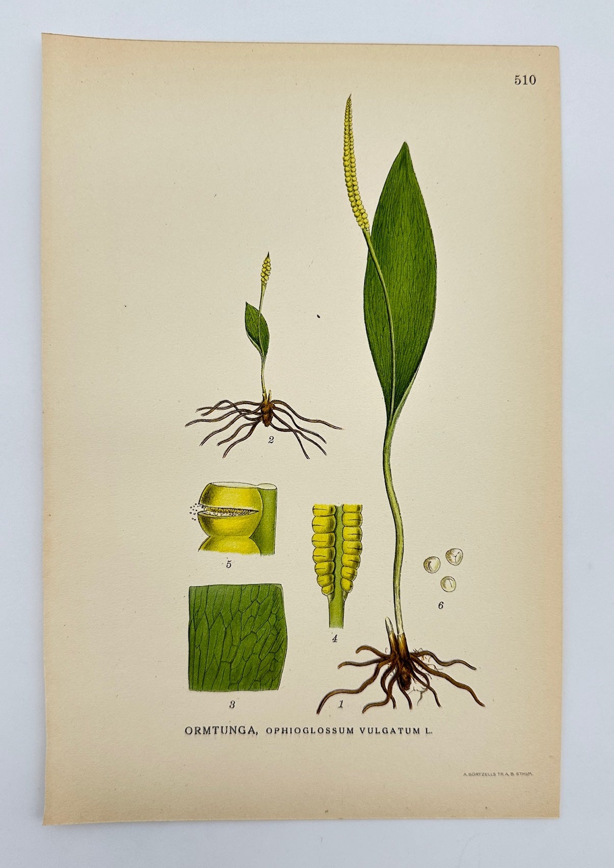 Antique Print - Carl Lindman - Adder's-tongue Fern - Ophioglossum Vulgatum - F4