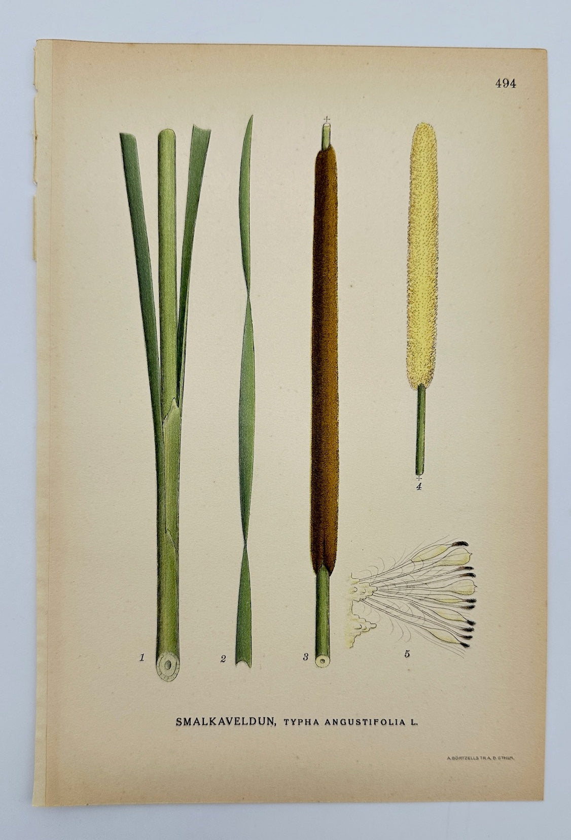 Antique Print - Carl Lindman - Narrowleaf Cattail - Typha Angustifolia - F4