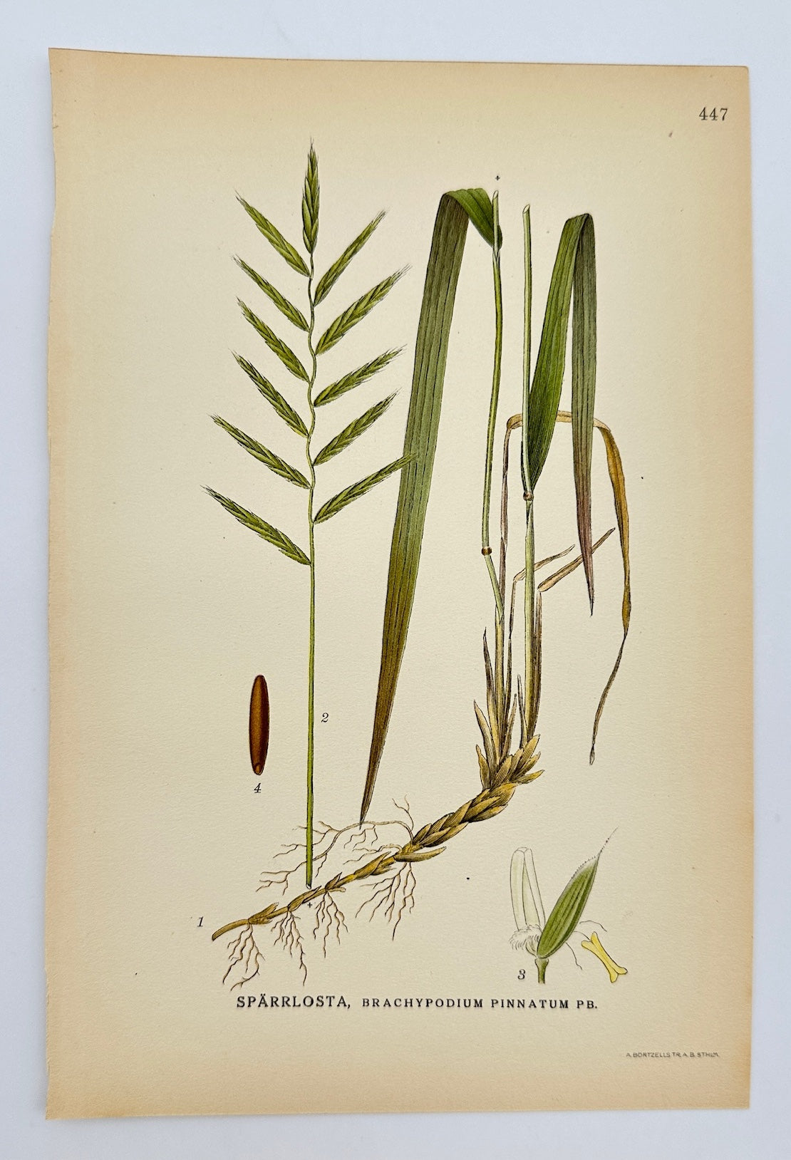 Antique Print - Carl Lindman - Awned Brome - Brachypodium Pinnatum - F4