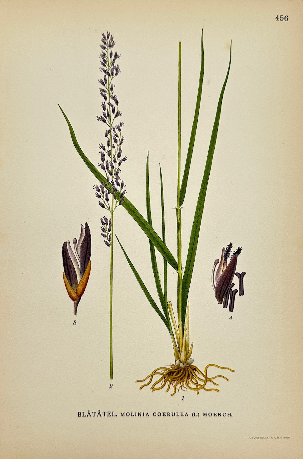 Antique Print - Carl Lindman - Molinia Caerulea - Purple Moor-grass - F4