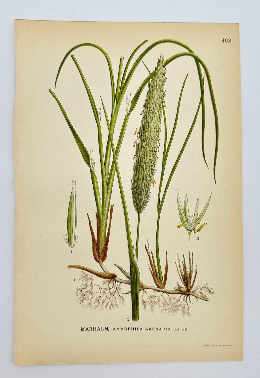 Antique Print - Carl Lindman - European Beachgrass - Ammophila Arenaria - F4