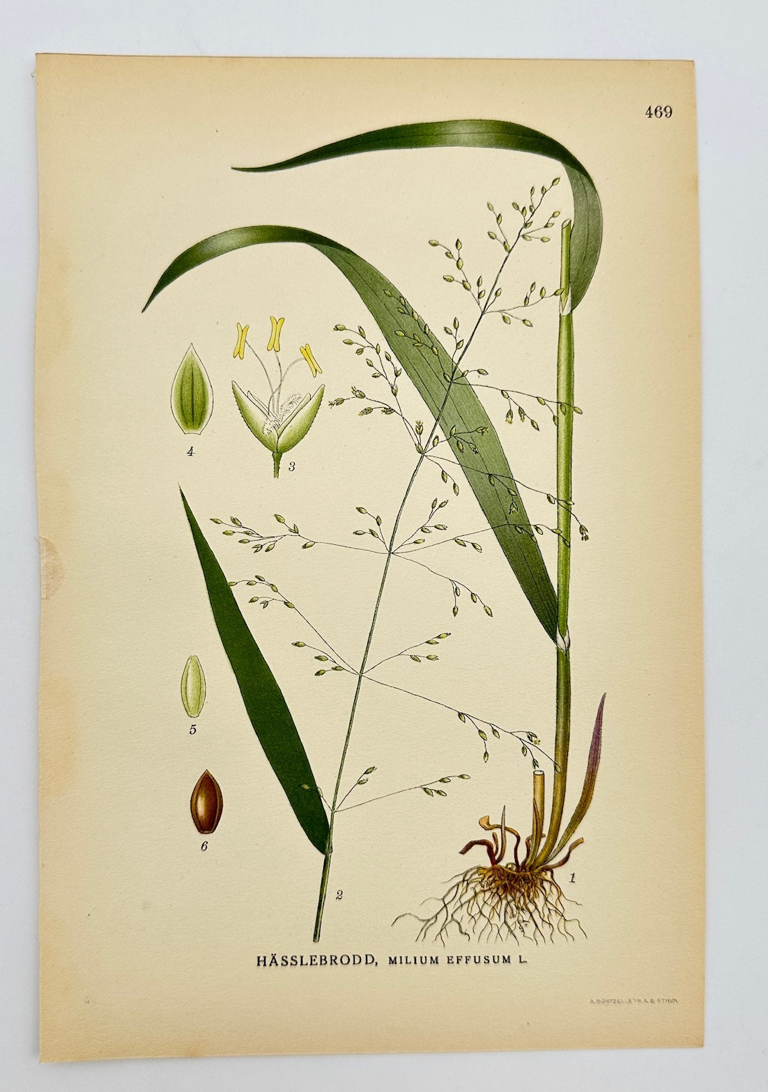 Antique Botanical Print - Carl Lindman - Wood Millet - Milium Effusum - F4