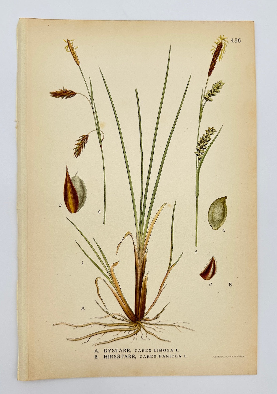 Antique Botanical Print - Carl Lindman - Mud Sedge and Carnation Sedge - F4