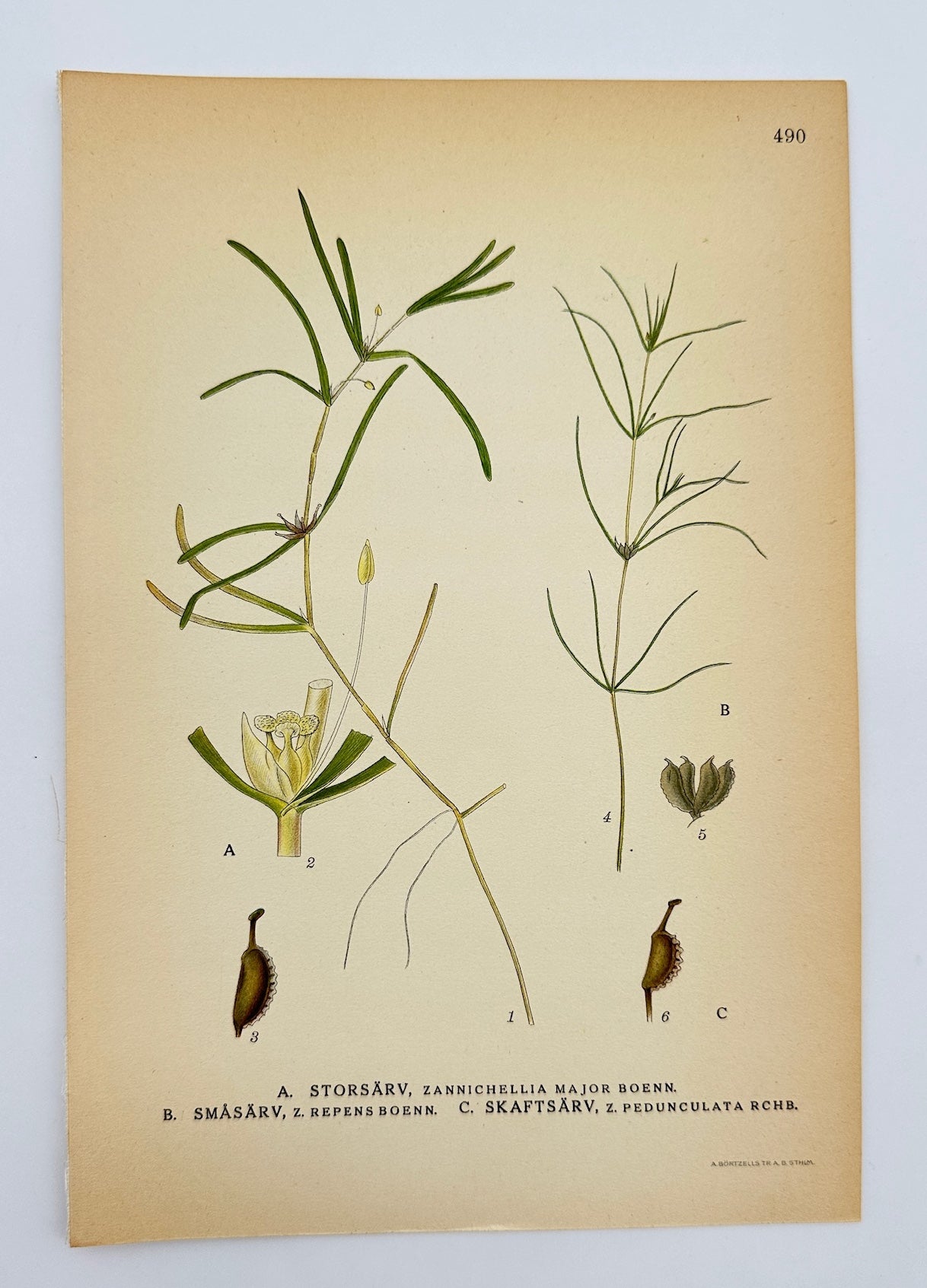 Antique Print - Lindman - Greater Horned Pondweed - Stalked Horned Pondweed - F4