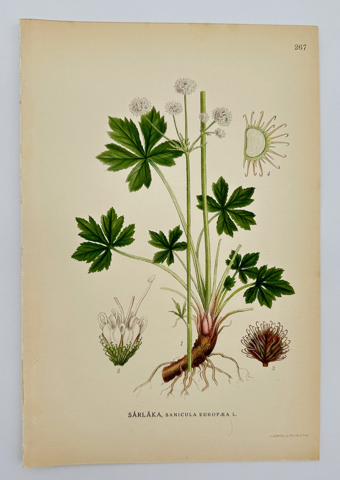 Antique Botanical Print - Carl Lindman - Wood Sanicle - Sanicula Europaea - F4