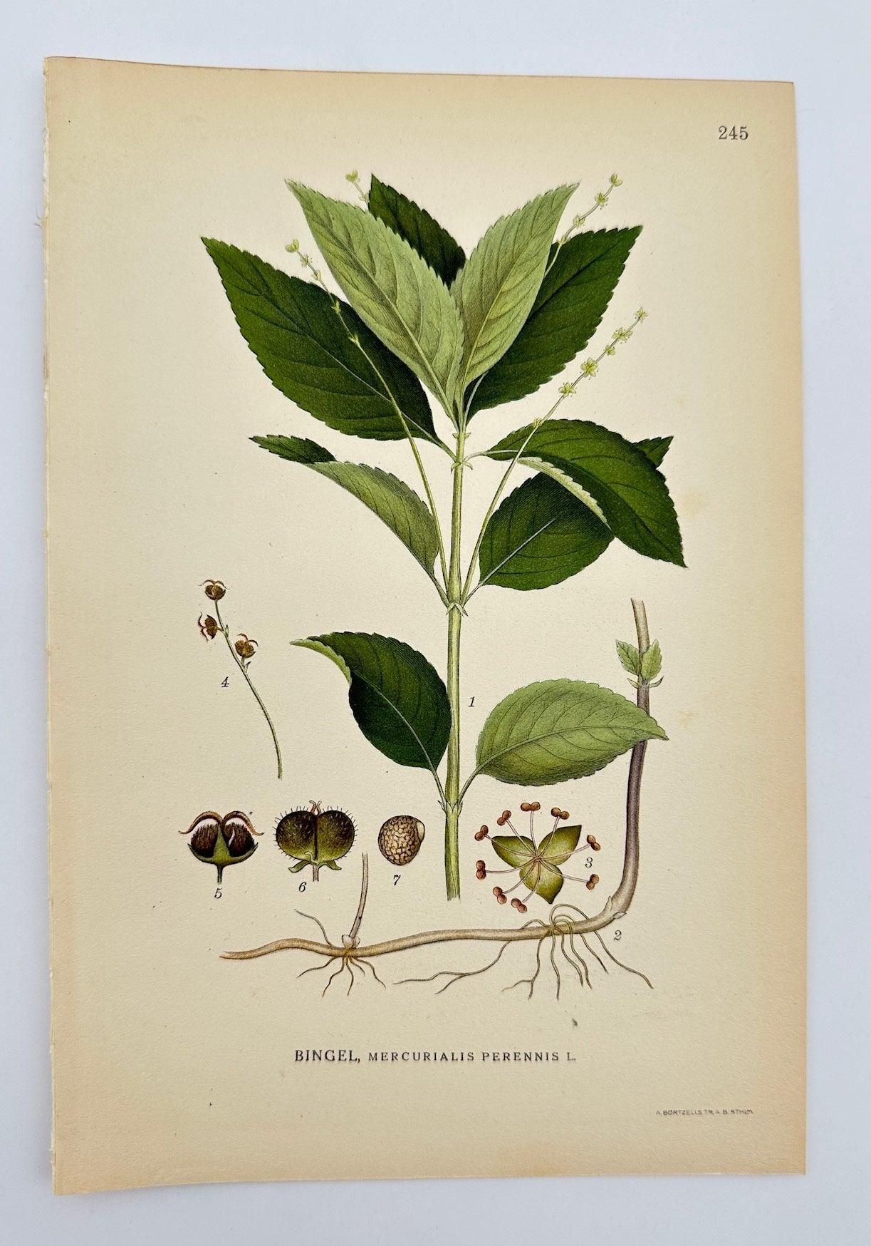Antique Print - Carl Lindman - Dog's Mercury - Mercurialis Perennis - F4