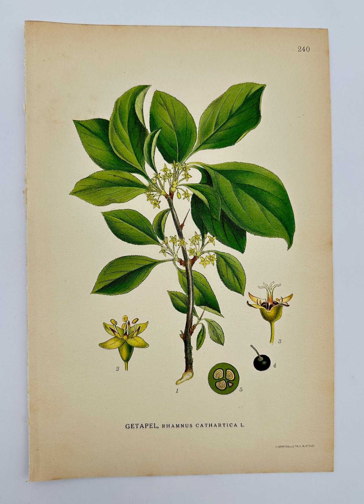 Antique Print - Carl Lindman - Common Buckthorn - Rhamnus Cathartica - F4