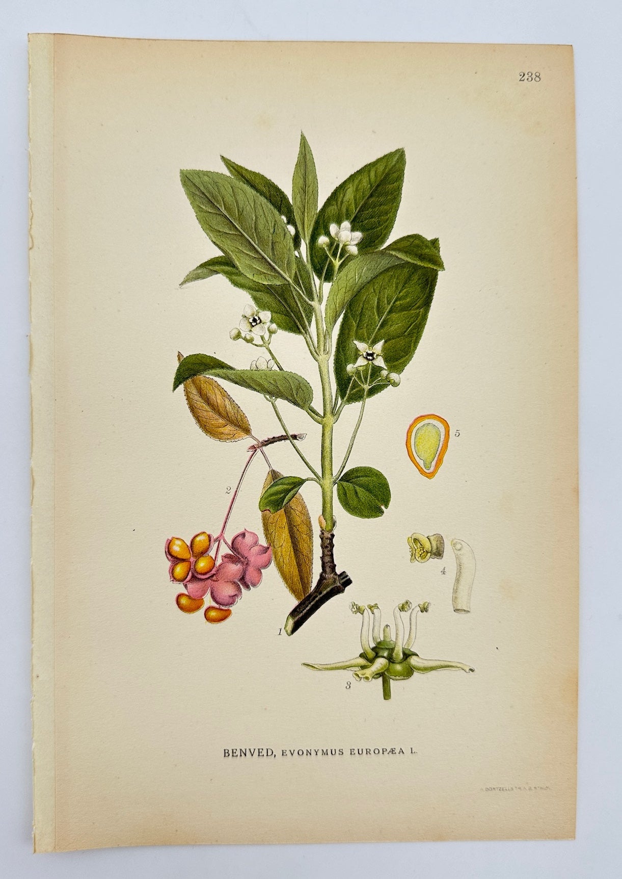 Antique Print - Carl Lindman - European Spindle - Euonymus Europaeus - F4