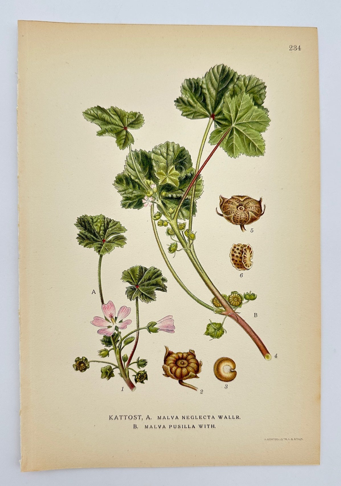 Antique Botanical Print - Carl Lindman - Small Mallow and Common Mallow - F4