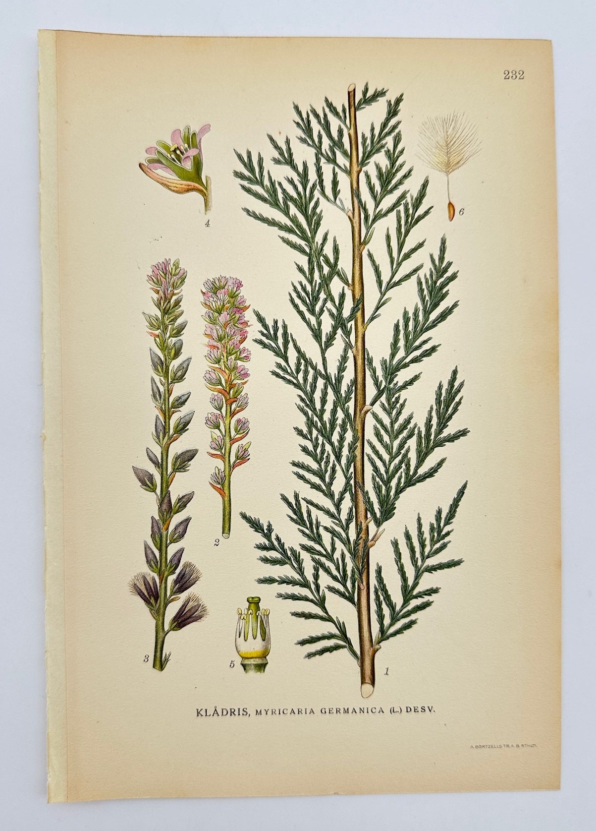 Antique Print - Carl Lindman - German Tamarisk - Myricaria Germanica - F4