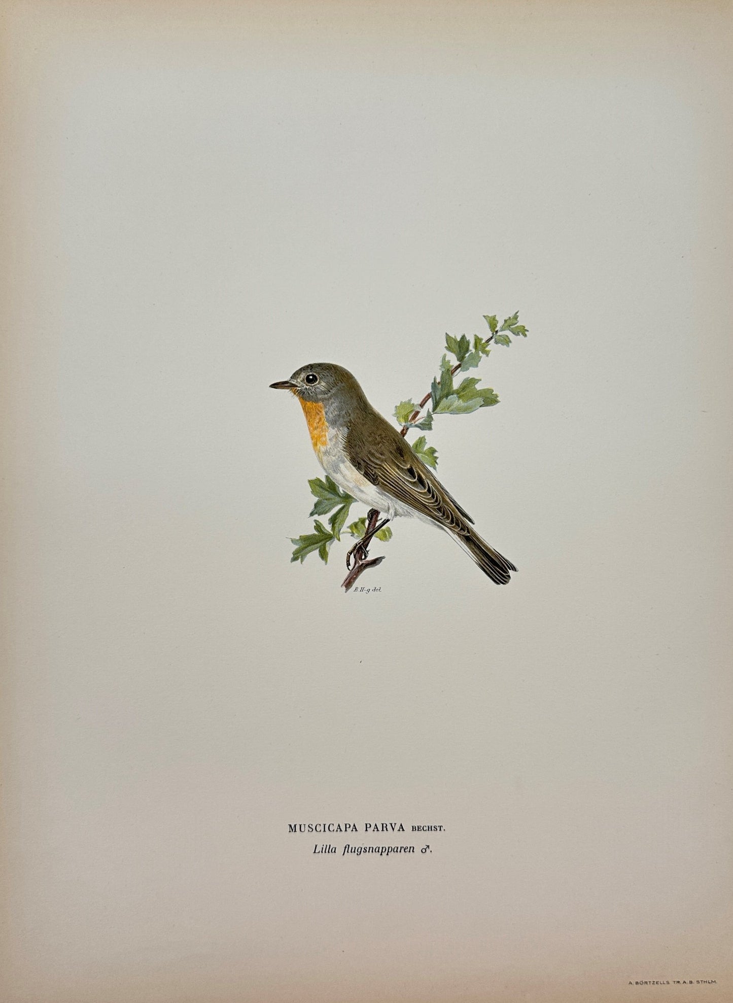 Original Antique Bird Print - Magnus von Wright - Image Muscigapa Parva - F5