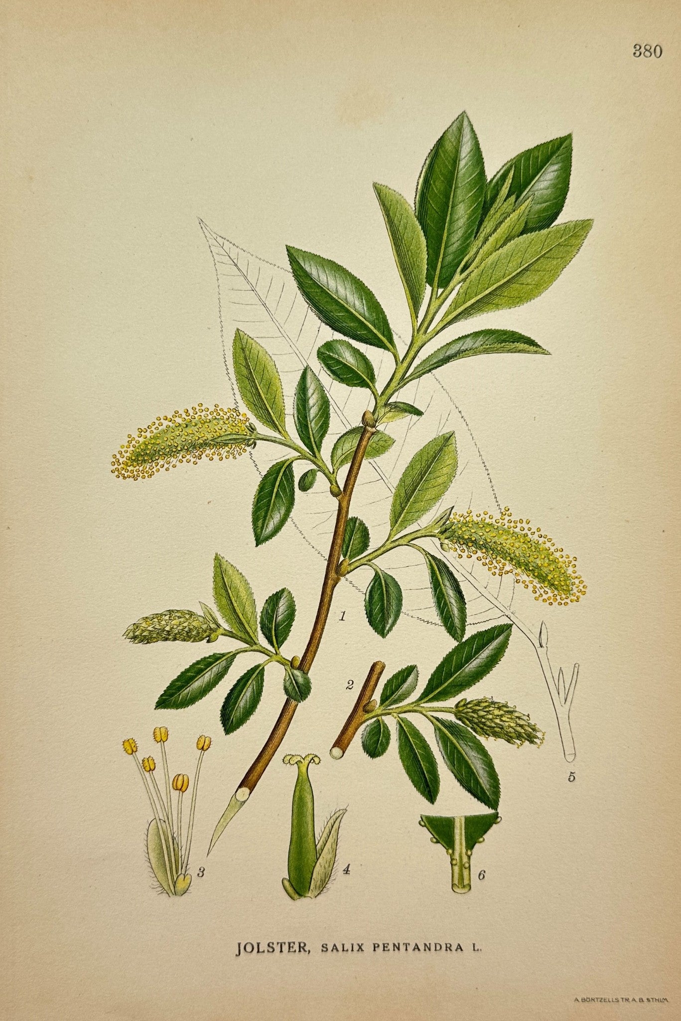 Antique Botanical Print - Northern Flora - Bay Willow - Salix Pentandra - F4
