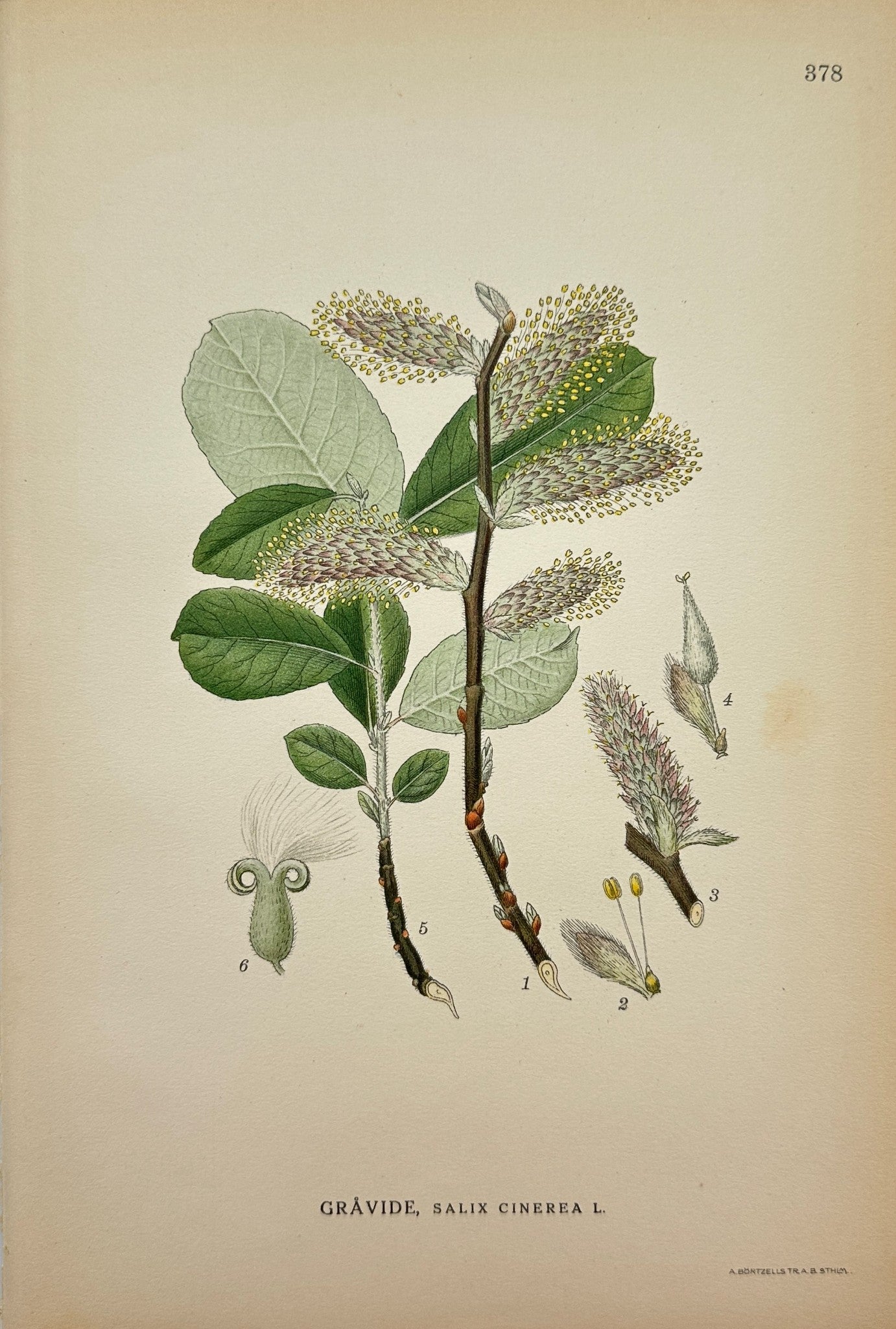 Antique Botanical Print - Carl Lindman - Grey Willow - Salix Cinerea L. - F4