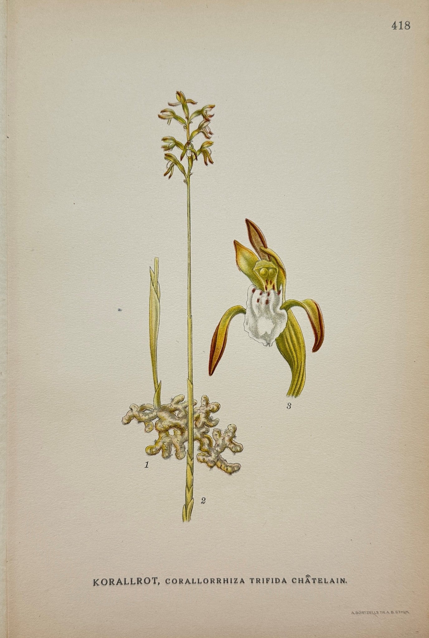 Antique Botanical Print - Carl Lindman - Corallorrhiza triwida Chatelain - F4