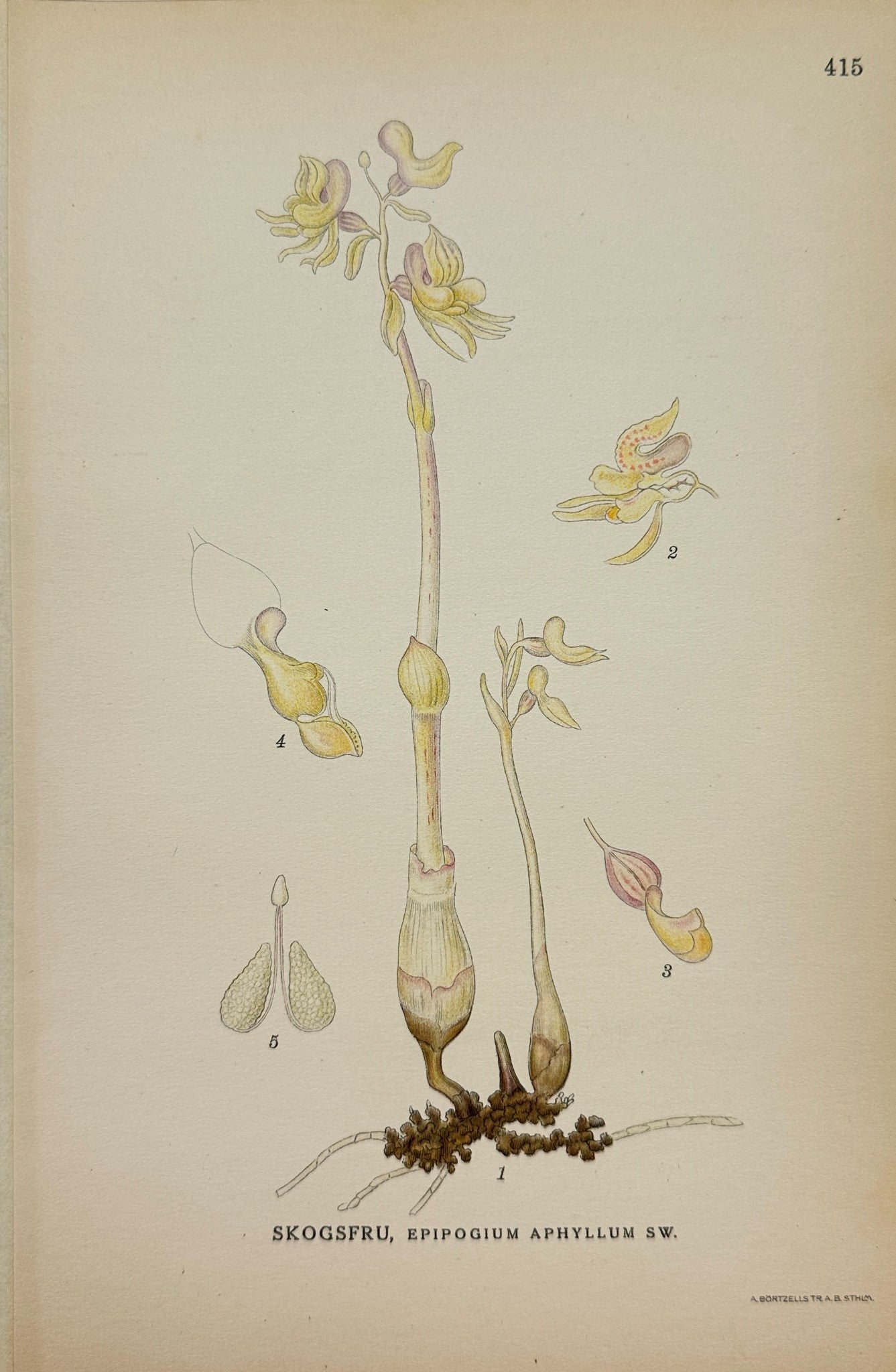 Antique Botanical Print - Carl Lindman - Ghost Orchid - Epipogium Aphyllum - F4