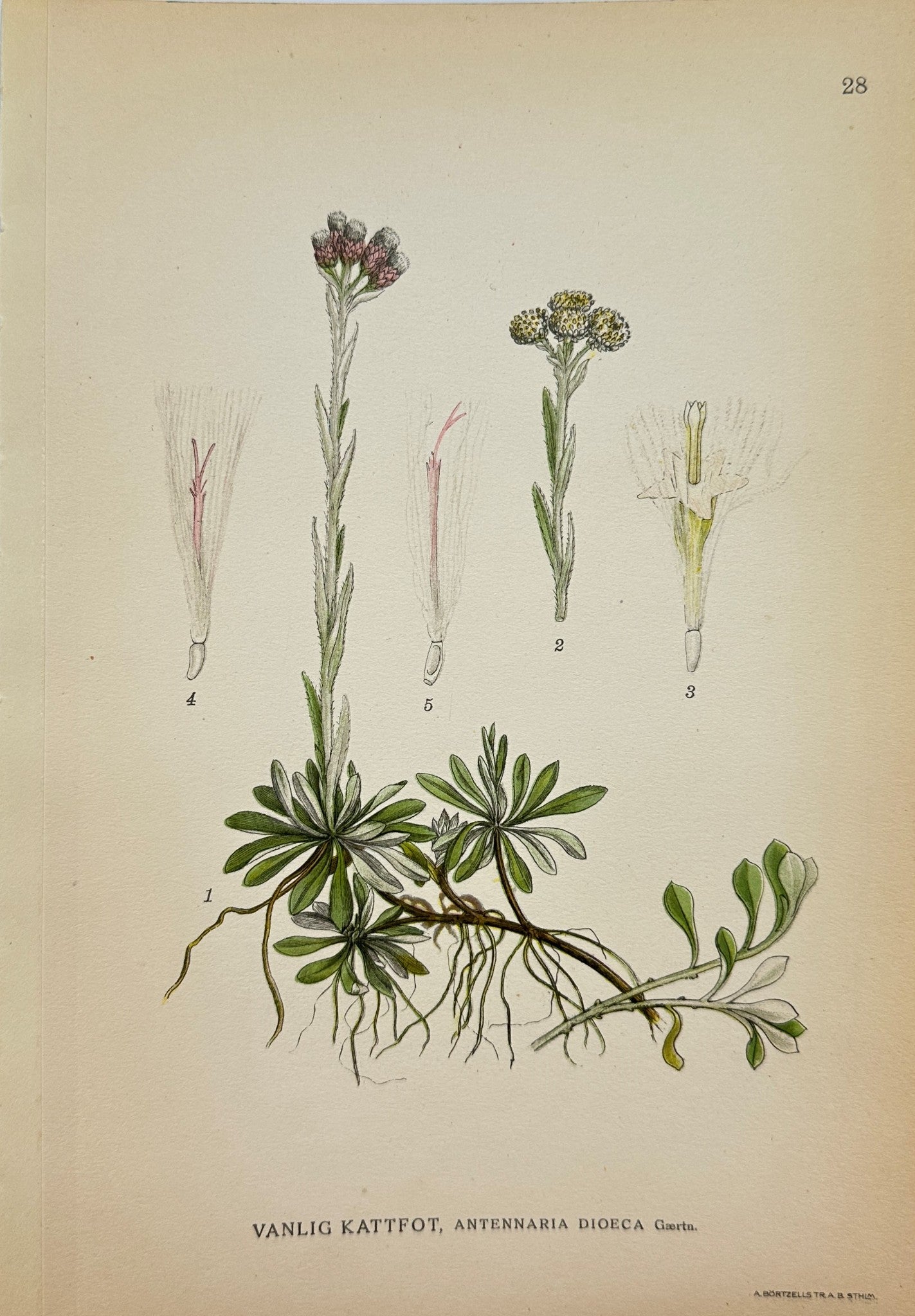 Antique Botanical Print - C. Lindman - Field Pussytoes - Antennaria Dioeca - F4